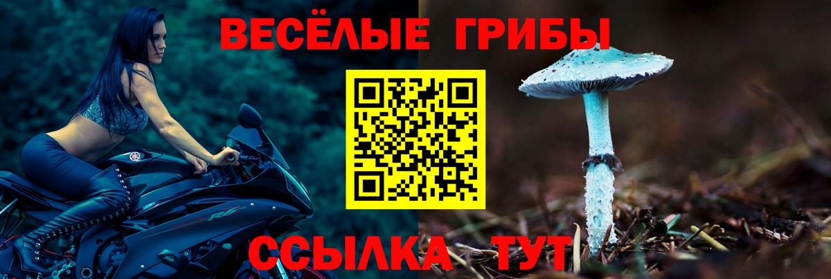 Галлюциногенные грибы Psilocybine cubensis  Аша  Псилоцибиновые грибы мицелий 